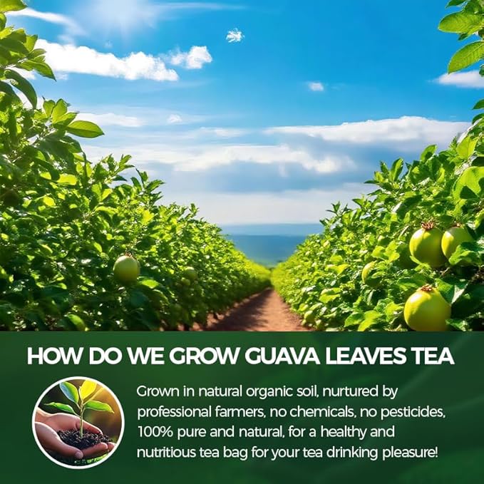 WOTIHA -Natural Guava Leaves Tea 120g. 60 Herbal Tea bags.100% from Natural Premium guava leaf.hojas de guayaba.Non-GMO • Additive-Free • Caffeine-Freea