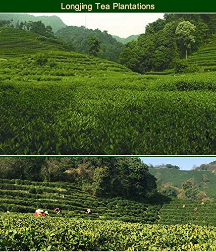 Dragonwell Longjing Tea(Yu Qian),Fresh Dragon Well Green Tea Leaf Picked before Grain Rain Day,4th Class as Economy Option,250g/8.8 oz.,雨前龙井