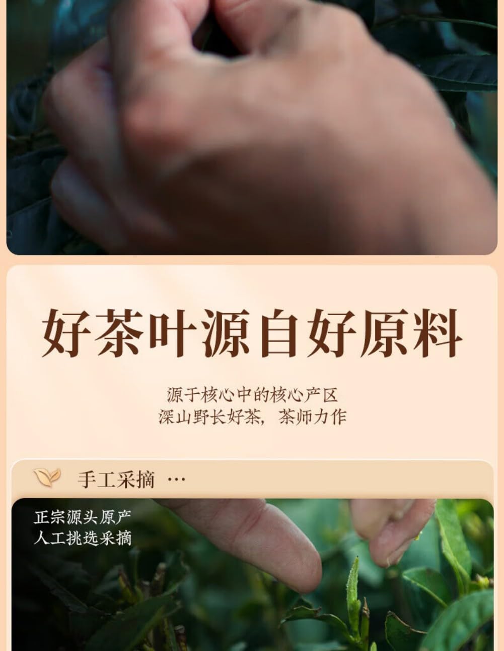 安溪铁观音 Chinese Tieguanyin Oolong Tea 茶叶浓香型清香 Natural Loose Leaf Tea,Chinese Tea, Sulfur Free 250g*2袋【安溪铁观音 Chinese Tieguanyin Oolong Tea 】回购装 Flower tea,dark tea,loose tea