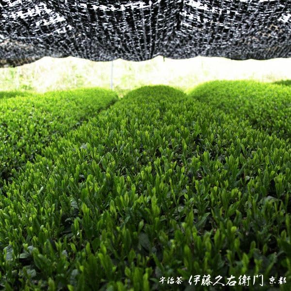 ITOHKYUEMON Kyoto Uji First-Harvest Ceremonial Grade Matcha Green Tea Powder – Authentic Japanese Uji, Japan (20 g / 0.7 oz) – Tenjo 20 (Grade 3)