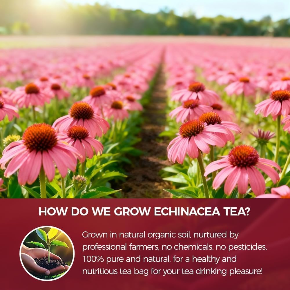 WOTIHA 60 Count Premium Echinacea Tea Bags - 100% Natural Echinacea Purpurea, Boosts Immunity, Aids Digestion, Caffeine-Free, Additive-Free, Sugar-Free, Vegan