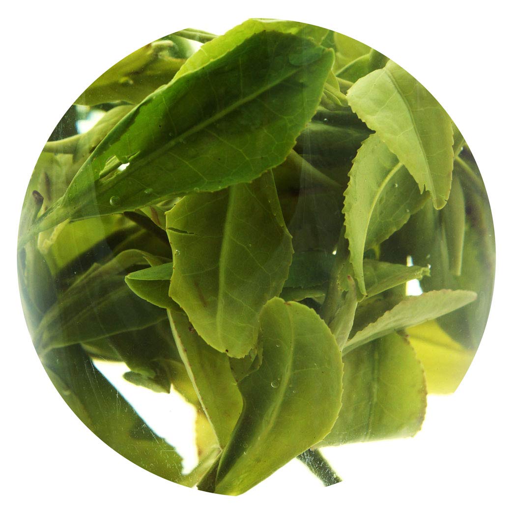 GOARTEA Bai Cha Long Jing Green Tea - 250g / 8.8oz Spring Anji Baicha Longjing - White Dragon Well Chinese Green Tea Loose Leaf
