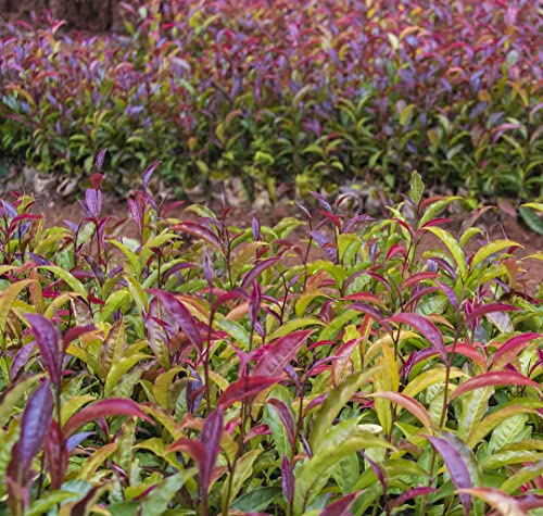 Chixotic Kenyan Purple Tea Loose Leaf, Low Caffeine Alternative to Coffee and Stronger Teas, Handrolled Whole Leaf Tea, Antioxidant-Rich, Smooth Non-Bitter Taste, 60g