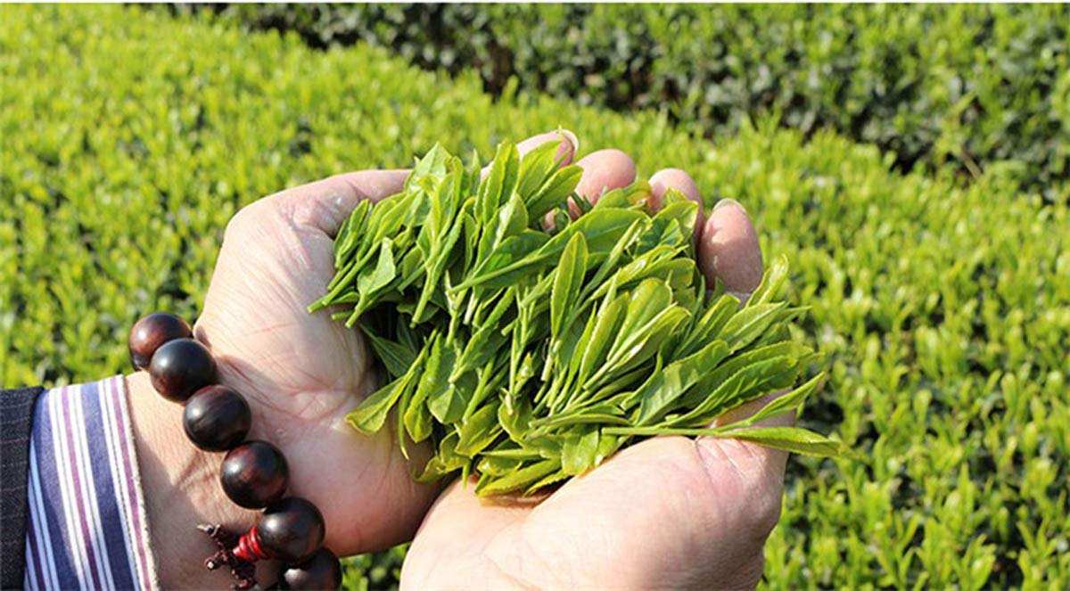 West Lake Hangzhou China Long Jing Dragon Well Green Tea 250g