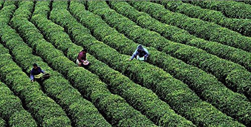 2016 Premium Shou Mei Spring Harvested White Tea Cake 357g (12.3oz)