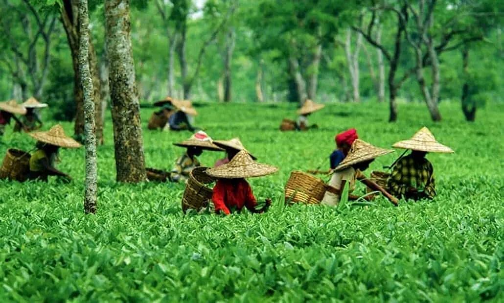 Desi Kitchen Premium Loose Leaf CTC Assam Black Tea 45gm (1.58oz) Try this Small pack!!