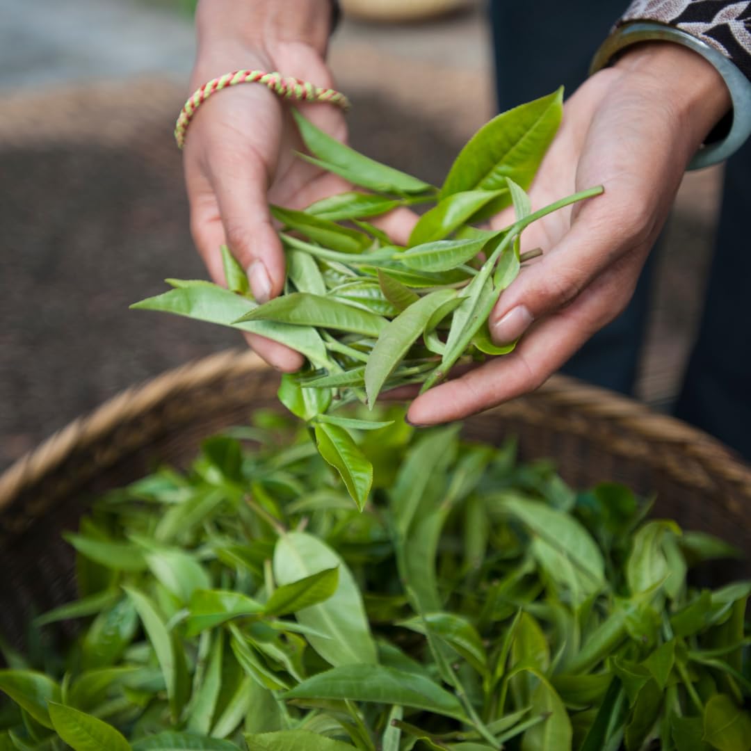 Palais des Thés - Organic Darjeeling Mist Bari - Indian Black Tea - Premium Tea Bags, Serves 20 Cups