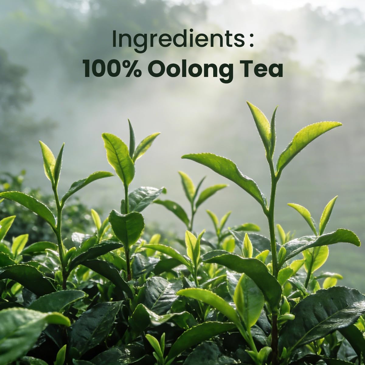 Chayan Oolong Tea Bags Pyramid Tea Bags,Authentic Roasted Chinese Oolong, Fast Hot Brew or 8-Min Cold Brew, Individually Wrapped Everyday Tea Oolong Tea Bags, 7 Count
