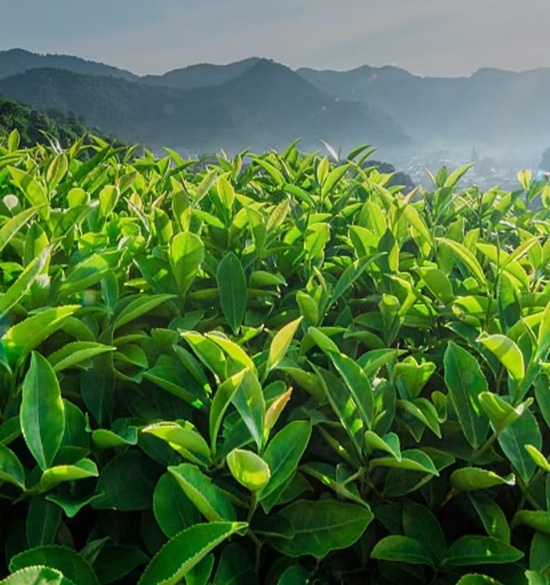 Chinese Oolong Tea (Da hong pao 12Count)