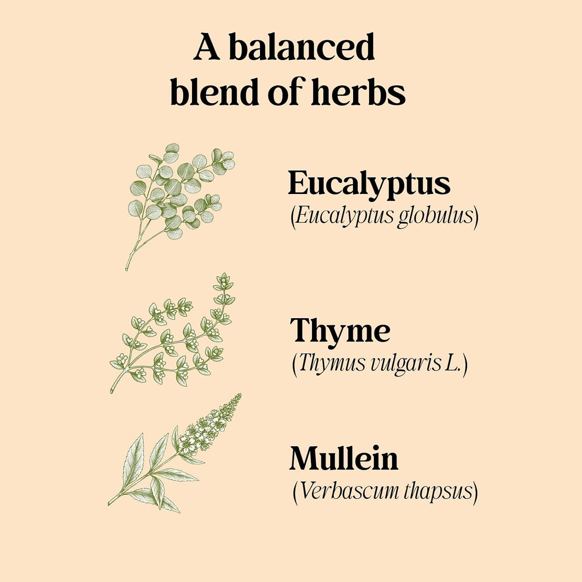 Adanim Bio Organic Herbal Tea Mullein Thyme &amp; Eucalyptus Blend Caffeine Free 20 Individually Wrapped Bags