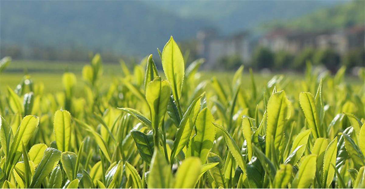 West Lake Hangzhou China Long Jing Dragon Well Green Tea 250g