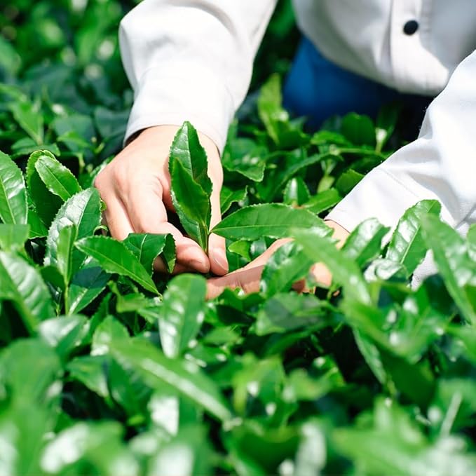 YULU FOODS Everyday Blend Matcha Powder (1.06 oz / 30 g) | Shade-Grown Japanese Green Tea Powder for Hot or Iced Lattes | Smooth Texture | Low Caffeine | Café-Quality