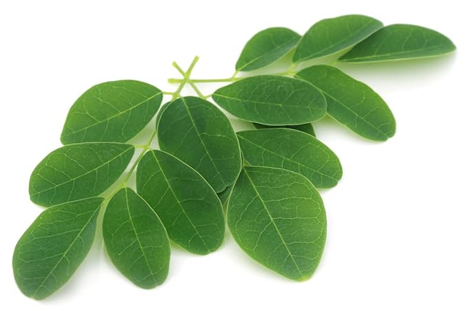Moringa Peppermint Tea 30 Bags Antioxidant-Rich Energy Booster