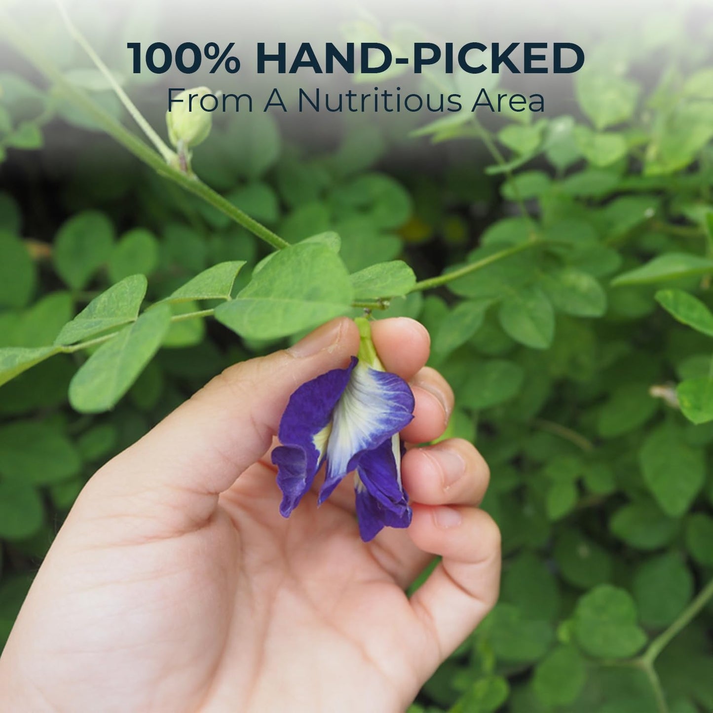 Butterfly Pea Flower Tea Samplers, Jasmine &amp; Stevia, 15 Count, 1.02 oz | Mini Tea Bags, Bamboo Tong Included, No Sugar Added, Re-Steep Natural Herbal Tea Blend for Skin,Support