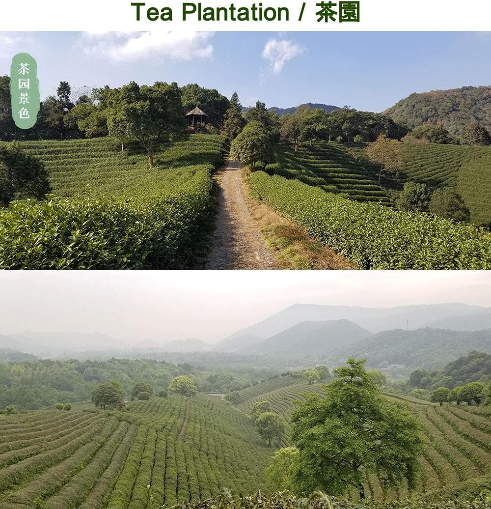 Dragonwell Longjing Tea(Yu Qian),Fresh Dragon Well Green Tea Leaf picked Before Grain Rain Day,Tea Farmer Direct Sale,250g/8.8 oz.,雨前龙井