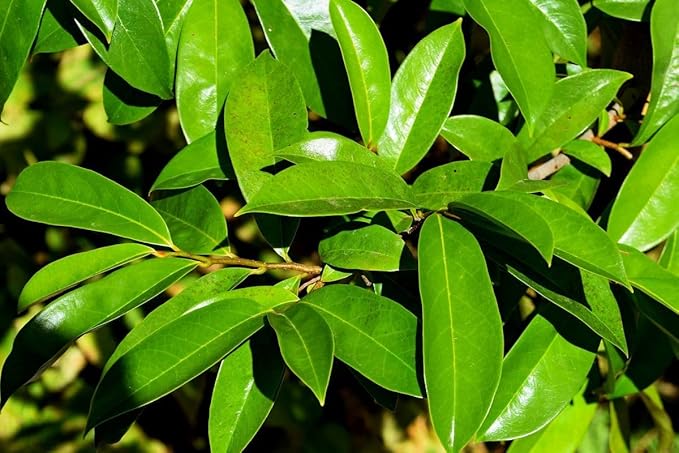 Premium Soursop Graviola Guanabana Leaf Tea Bags, 100% Natural and Pure from Soursop Leaves, Handmade, Made With Natural Materials- 30 Tea Bags