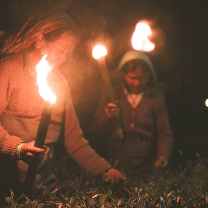 Makaibari Tea Treasures-Makaibari Silver Tips Imperial, Organic Oolong Handmade Whole Leaf Tea, 50 Grams