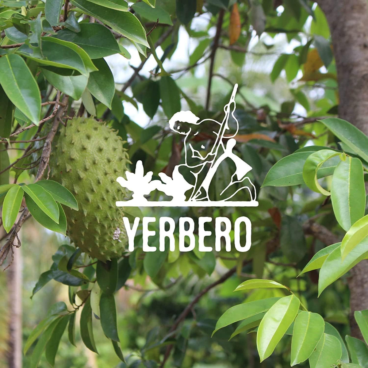 Yerbero - Whole Dried Graviola Soursop Leaves (4 oz - 330+ Leaves Per Bag) Hoja De Guanabana, 100% All Natural Delicious