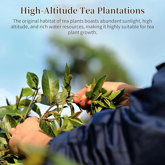 Yuexi Ripe Puerh Tea Brick Premium Pu-erh Tea Aged 10 Years Fermented Pu Erh Tea Cake Yunnan Puer Black Tea 500g 普洱茶 中国茶 云南普洱茶