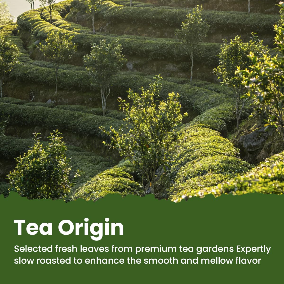 Chayan White Tea Loose Leaf,Authentic Chinese White Tea, Premium 7 Years Aged Shoumei White Tea, with Rich Sweet Jujube Aroma, Fast Hot or Quick Cold Brew, 1.76oz /50g Canister