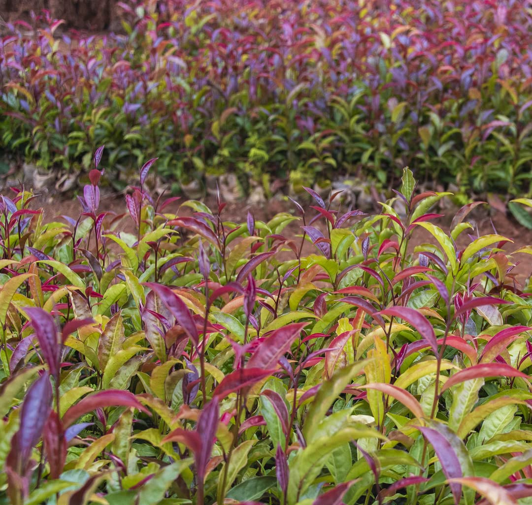 Chixotic Kenyan Purple Tea, Handrolled Loose Leaf Tea, Smooth Low Caffeine Whole Leaf Tea, Antioxidant-Rich Specialty Tea, 60g