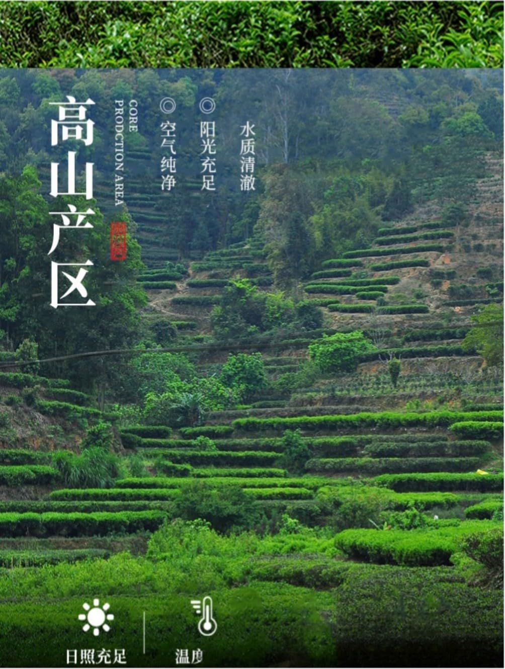 2025年正宗铁观音 Chinese Tieguanyin Oolong Tea 茶叶浓香型高山茶 Natural Loose Leaf Tea,Chinese Tea, Sulfur Free 两盒装/500g Flower tea,dark tea,loose tea