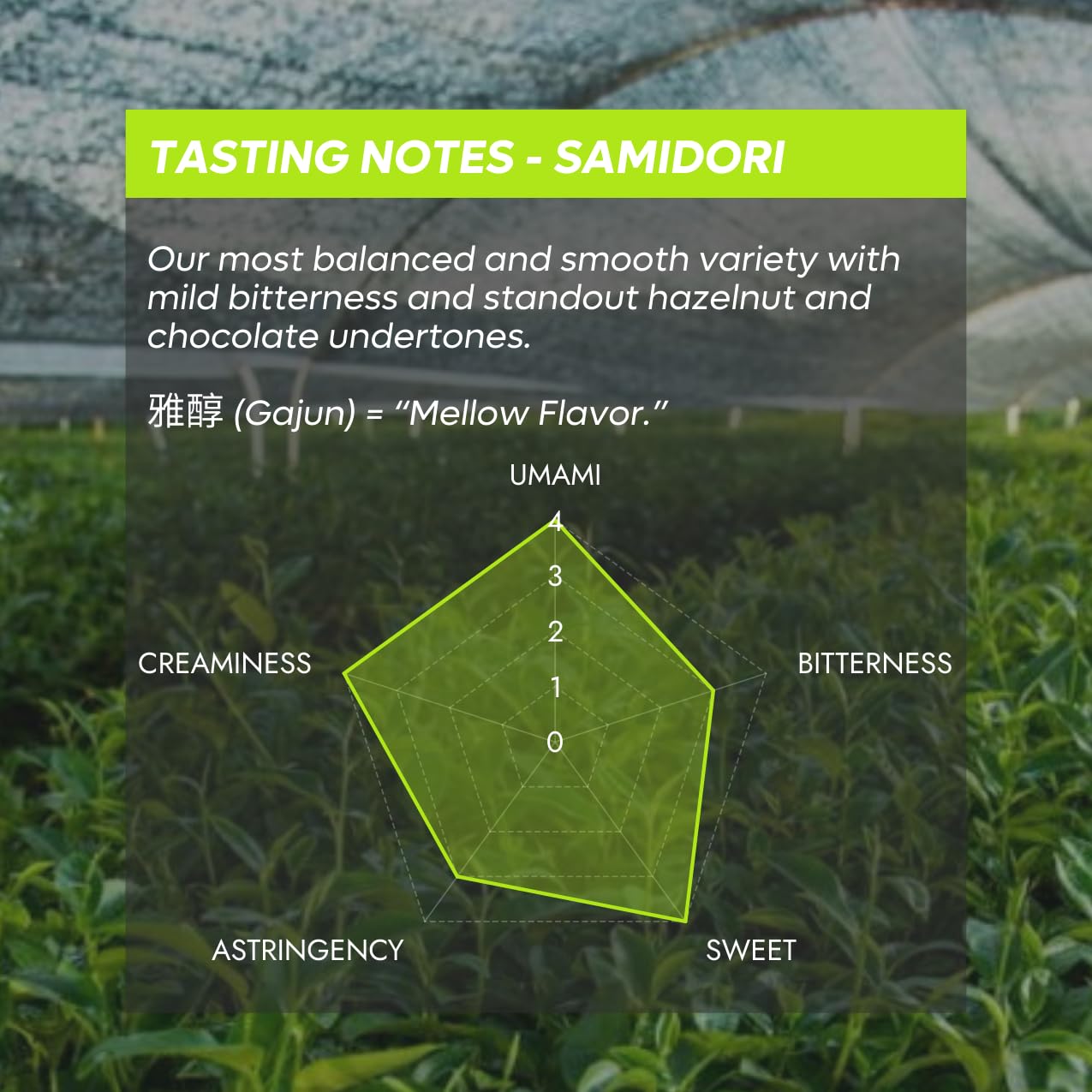 Chazoku Samidori (35g Tin) Matcha Green Tea Powder - Single Cultivar - Ceremonial Grade, First Harvest - Traditional Japanese Matcha Tea - Stone Milled - Fresh from Kagoshima, Japan