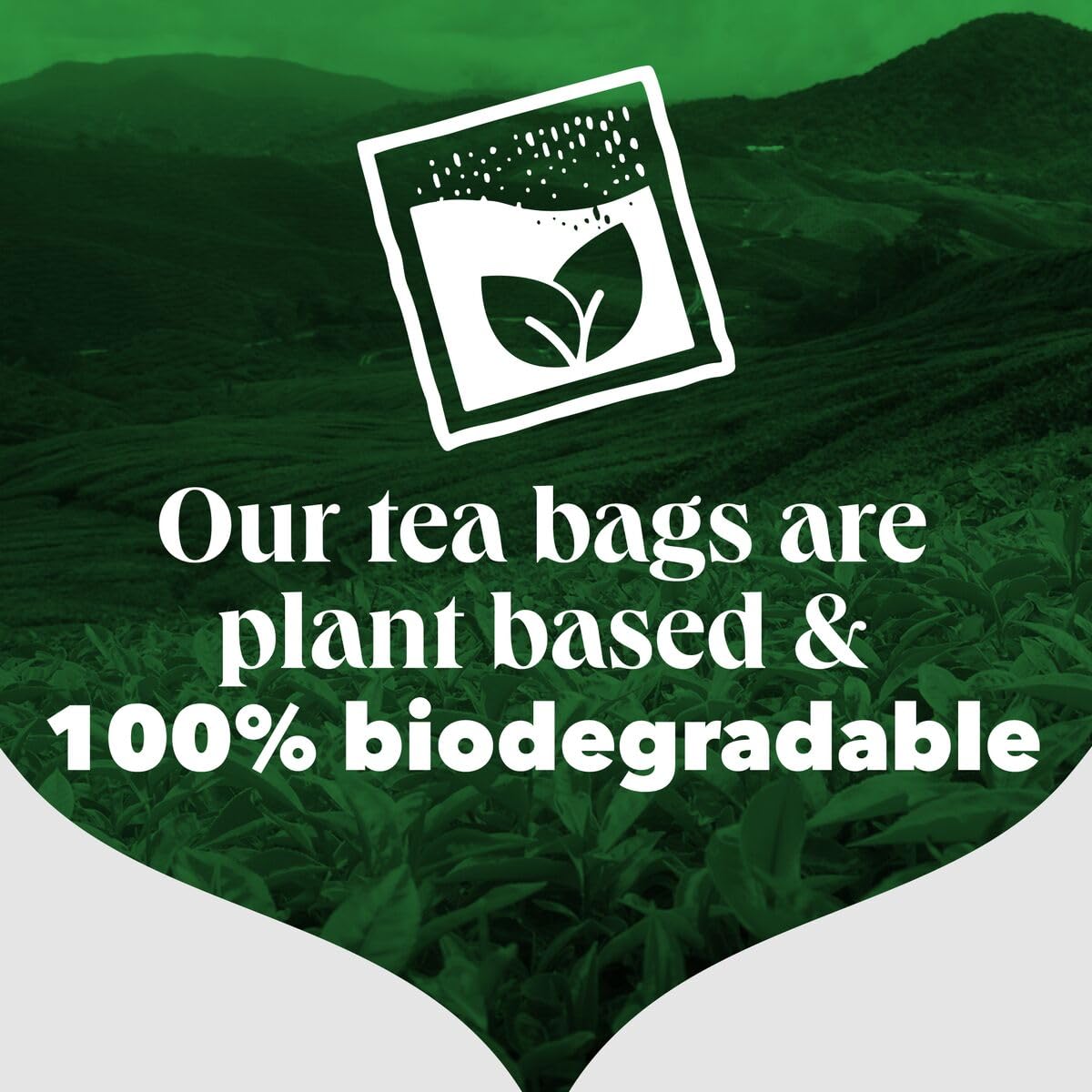 PG Tips Premium Black Tea Bags Non-Pyramid, 40 Count (Pack of 1)