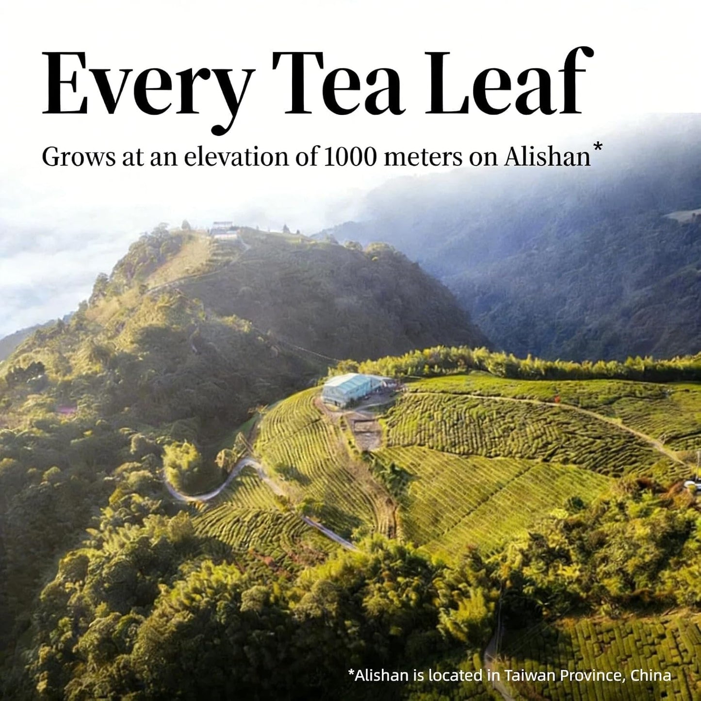 NASLAPH Alishan Oolong Tea, Taiwan High Mountain Oolong Tea with Distinctive Aroma, Formosa Chinese Gaoshan Ulong Tea, Traditional Craftsmanship 阿里山茶 台湾高山茶 中国茶 茶 乌龙茶 8.82 Oz