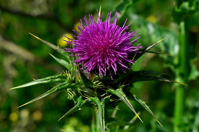 Xiejinji Milk Thistle Tea Bags, 4.2g x 40 Count (5.9 oz), 100% Natural - No Flavoring & No Additives - Caffeine Free, Eco-Conscious Tea Bags