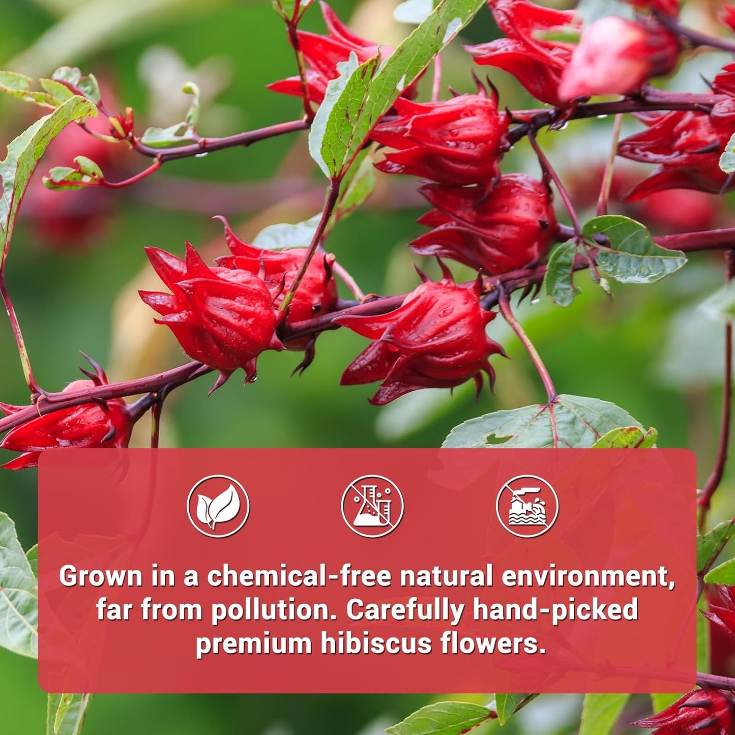Hibiscus Tea Bags, Premium Hibiscus Filowers, Natrual Hibiscus tea - Supports Heart Health, Boosts Immune, Caffeine Free, Non-GMO, No Sugar（1 Pack/100 Bags)