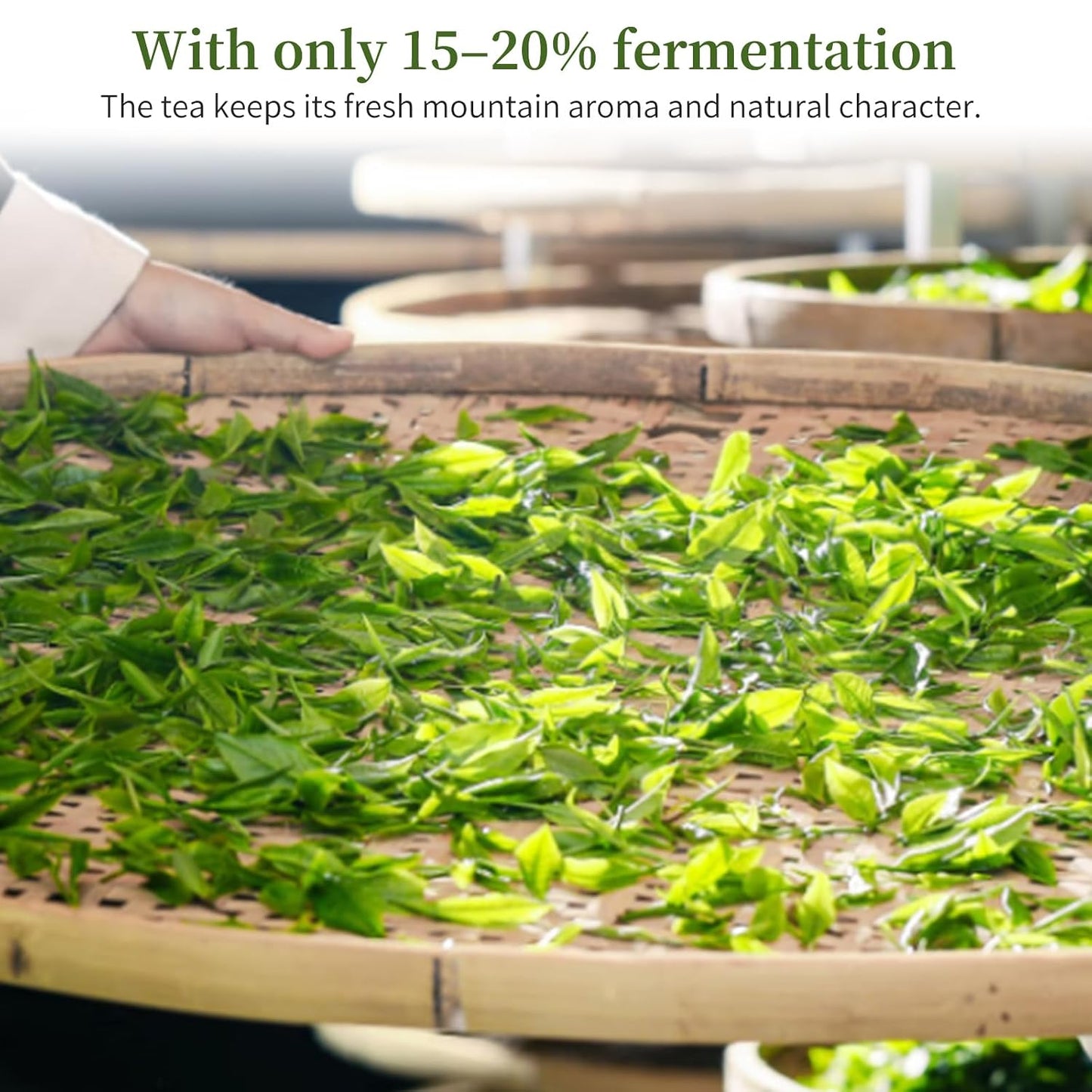 XIXICHA Lishan Oolong Tea Taiwan High Mountain Oolong Tea Loose Leaf Taiwan Lishan Tea Taiwaness Gaoshan Ulong Tea Formosa （120 cups）梨山茶 梨山高冷茶 台湾茶 台湾高山茶 乌龙茶 5.3oz/150g