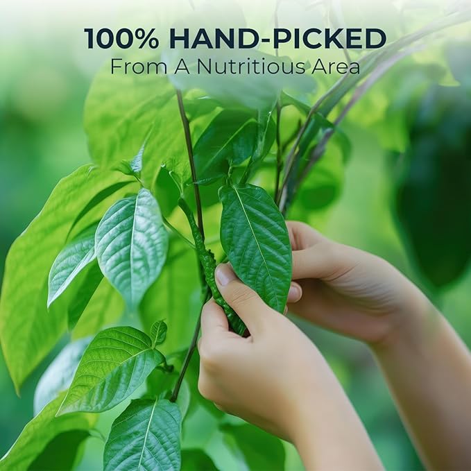 Natural Celastrus Hindsii Tea with Solanum Trilobatum & Stevia - 55 Count (+5 Tea Bags) - 4.59 oz, Bamboo Tong