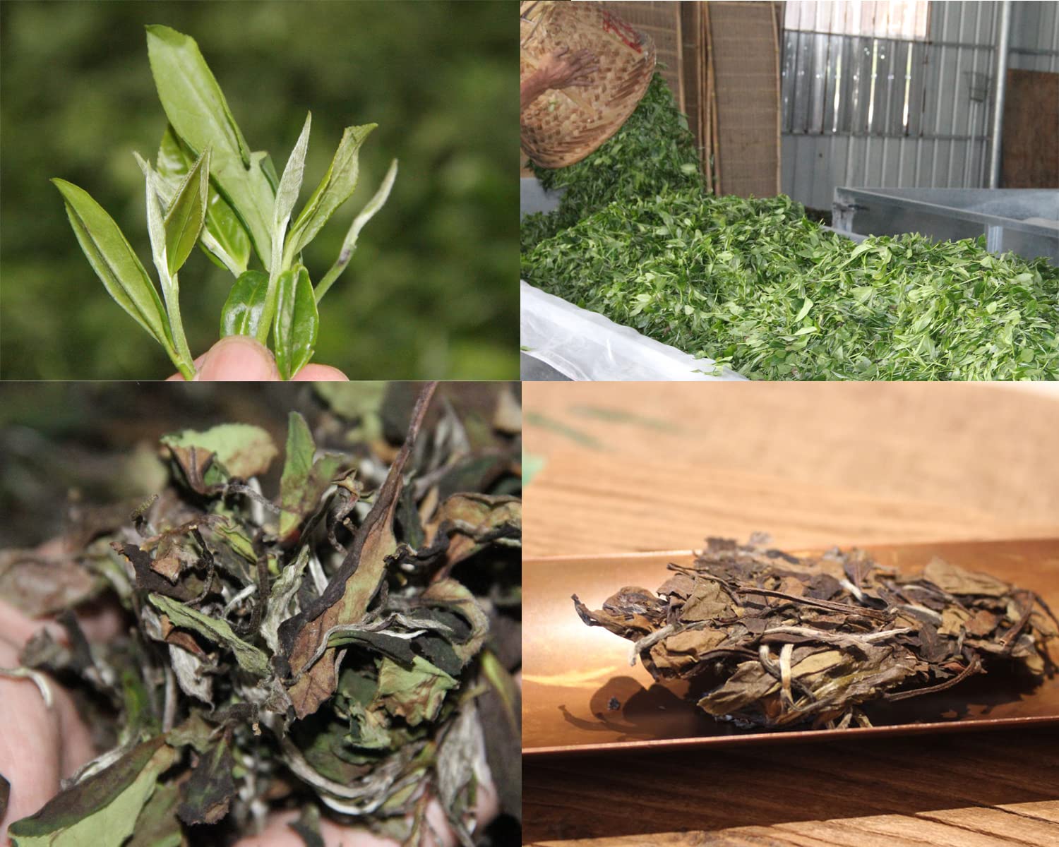 Compressed White Tea Loose Leaf Aged Fuding Pure White Tea Cake (350g) - First Grade Gong Mei, 2019 Raw Material, Artisan Crafted (Pressed 2022)