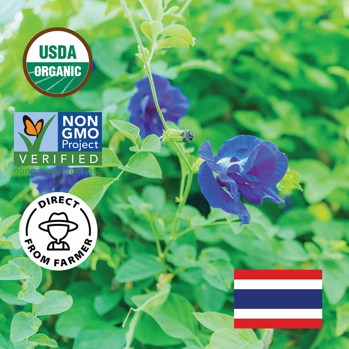 Incas by Asiya Life INCAS USDA Organic Butterfly Pea Flower Tea, Blue Tea, 1.76oz (150+ Cups)