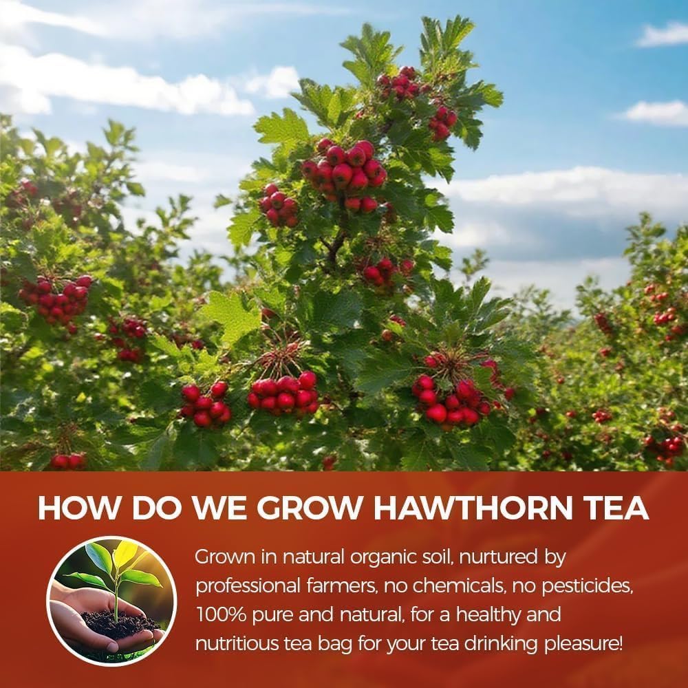 WOTIHA 65 Count Premium Hawthorn Berry Tea Bags - 100% Natural, Aids Digestion, Rich in Antioxidants, Boosts Immunity, Non-GMO Caffeine-Free, Additive-Free