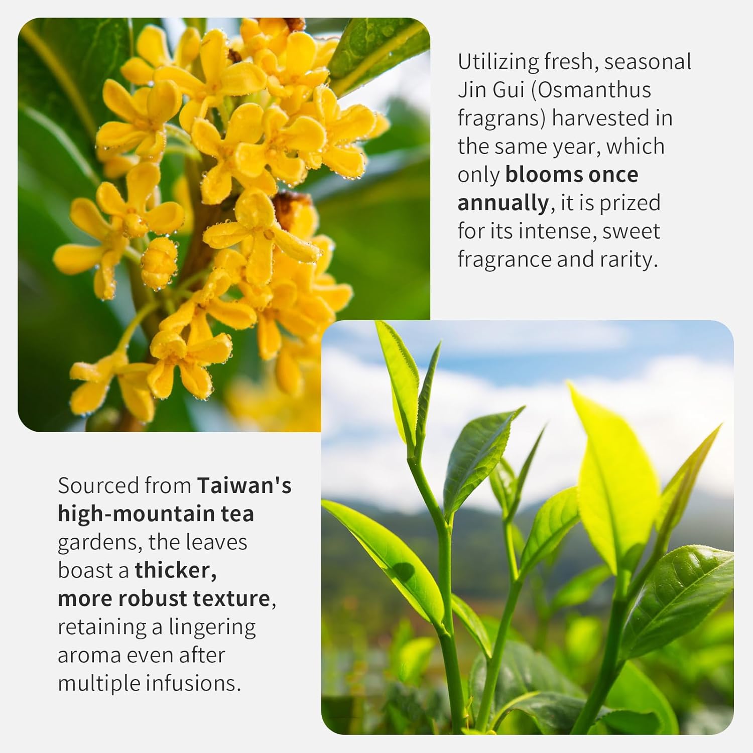 Yuexi Osmanthus Oolong Tea Loose Leaf Premium Taiwan Oolong Tea Taiwan Tea Natural Osmanthus Fragrance Sweet Taste 150g/5.29oz Taiwan Gao Shan Ulong Tea 桂花乌龙茶 台湾茶 桂花烏龍茶 台灣烏龍茶