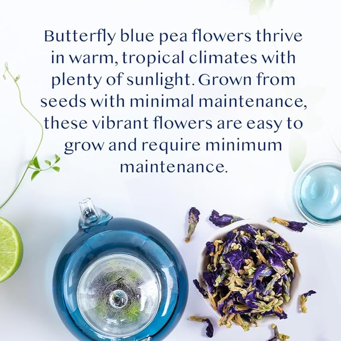 VAHDAM, Butterfly Pea Flower Tea (1.76oz) 100+ Cups | Delicate & Earthy | Vacuum Sealed for Freshness | Butterfly Pea Flower Loose Leaf | Brew Iced Tea, Cooking, Mocktails & Cocktails