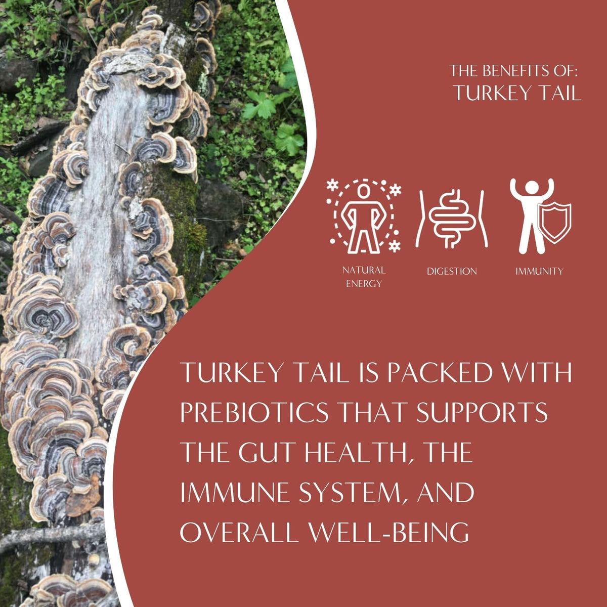 Teeccino Turkey Tail Astragalus - Toasted Maple - Caffeine Free Mushroom Adaptogenic Herbal Tea, 3x More Herbs than Regular
