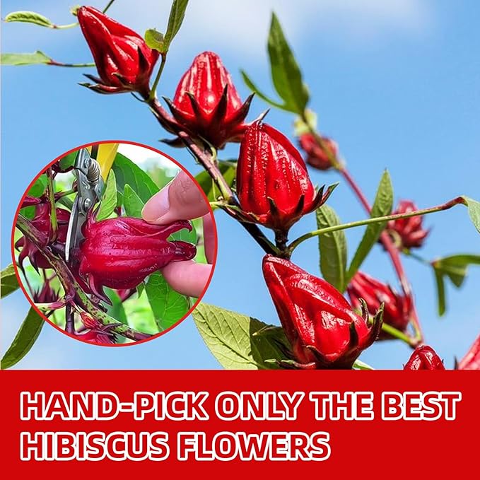 Premium Hibiscus Tea Bags, 60 Count, 100% Pure & Natural Dried Hibiscus Flowers - No Sugar, Caffeine-Free, Gluten-Free, Vegan. Tart & Refreshing