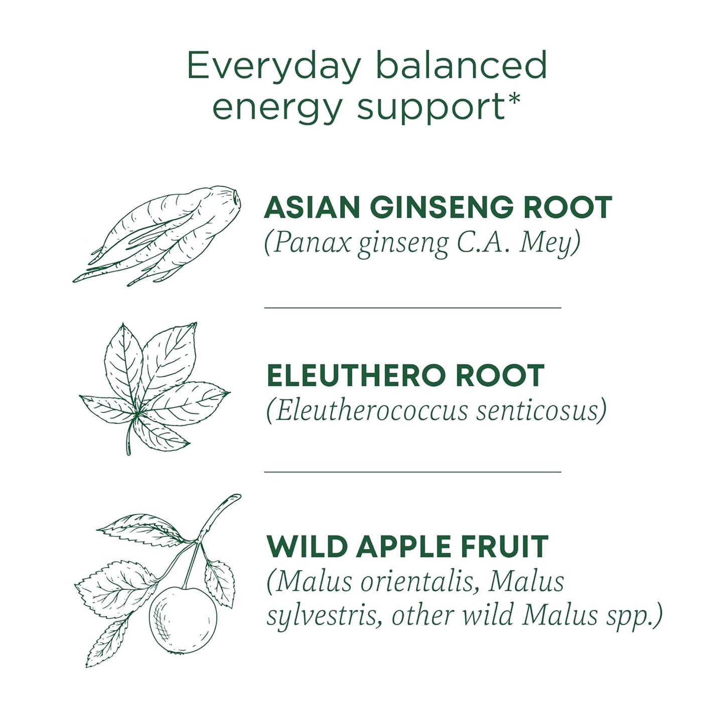 Traditional Medicinals Organic, Stress Ease Focus, Ginseng Wild Apple Mint Tea - Balanced Energy Support & Adaptogens - Kosher, Non-GMO, Caffeine-Free, Compostable - 16 Tea Bags