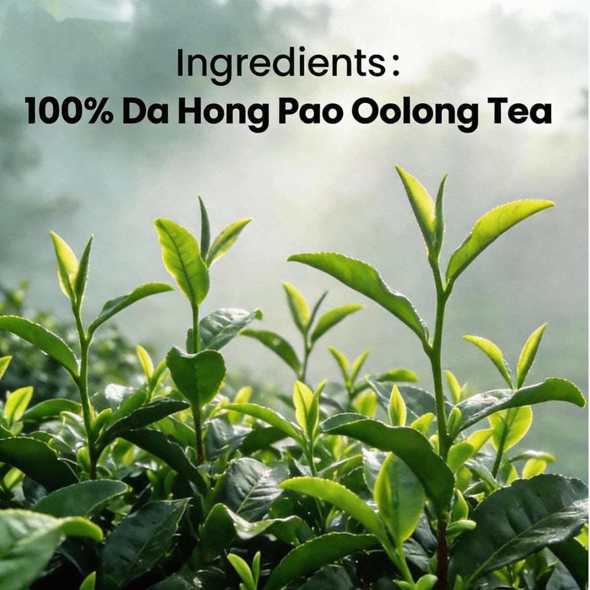 Chayan Oolong Tea Loose Leaf, Premium Da Hong Pao Oolong Tea,Authentic Chinese Whole Leaf Tea, Smooth Hot Brew & Refreshing Cold Brew, 1.76 OZ (50g)