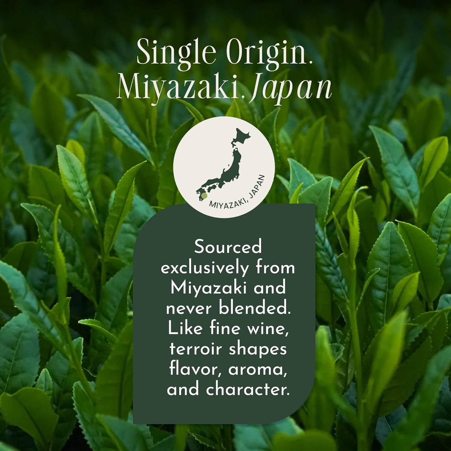 Encha Matcha Tea Okumidori Limited Edition Reserve - Ceremonial Grade Matcha Powder - Single Origin - Premium First Harvest Organic, Japanese - 1.06oz/30g Tin