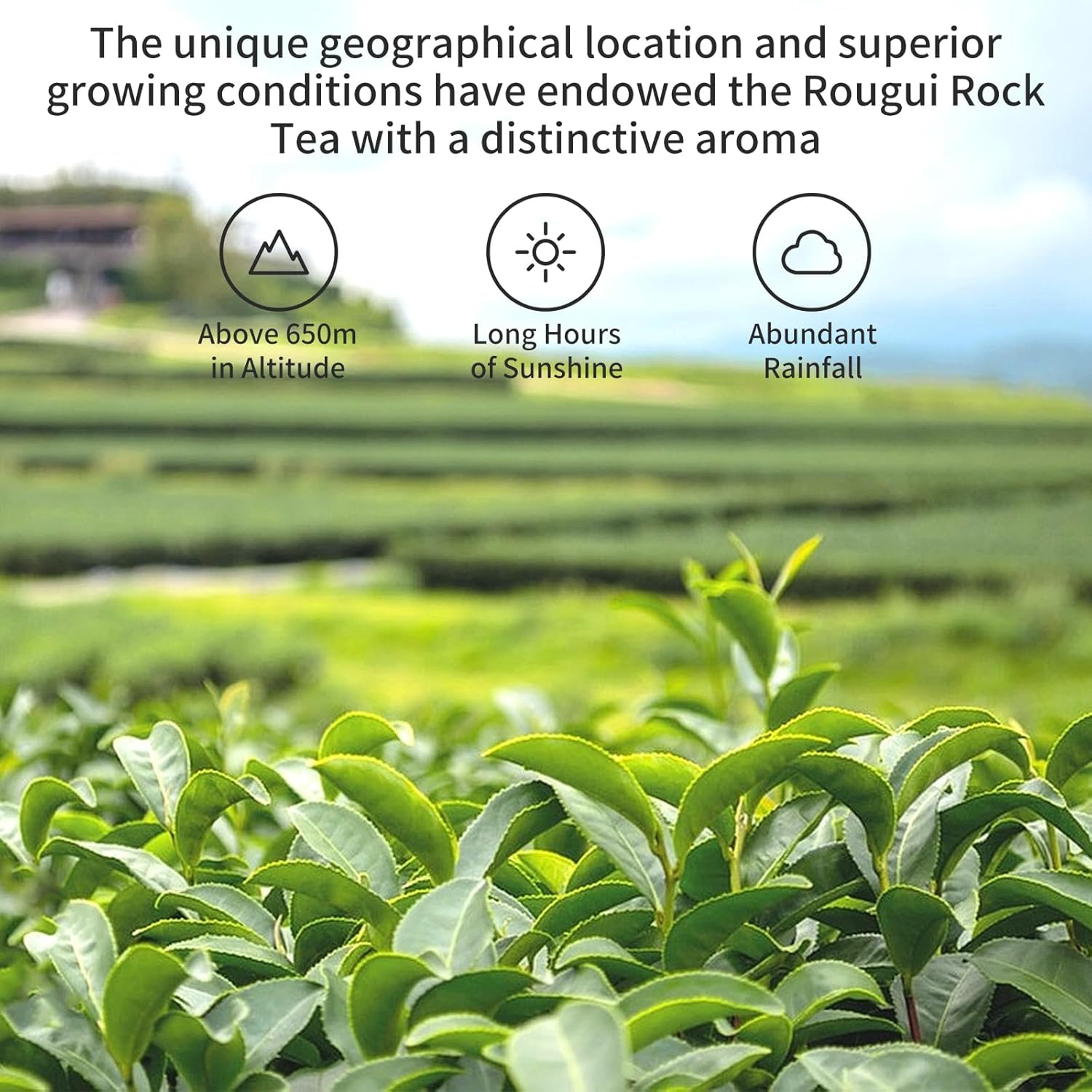 Yuexi Rougui Cinnamon Oolong Tea Loose Leaf Rock Tea Rock Oolong Tea Da Hong Pao Tea Dahongpao Wuyi Oolong Tea Chinese Tea肉桂茶 肉桂岩茶 大红袍 武夷山岩茶 乌龙茶 4.23oz/120g