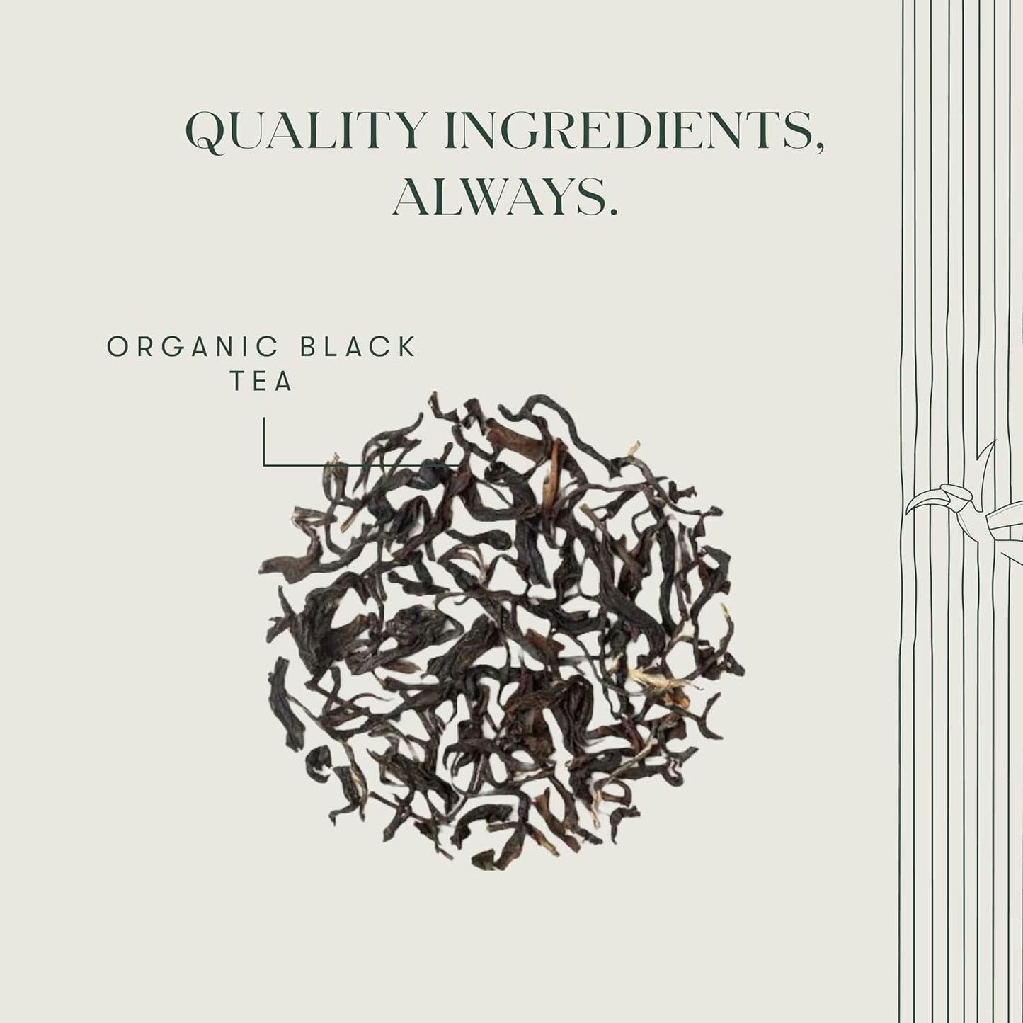 Luxmi Estates Queen of the Hills Organic Darjeeling Black Tea Blend 25 Tea Bags (1.76oz) Pack | 25 Cups | Direct from Garden
