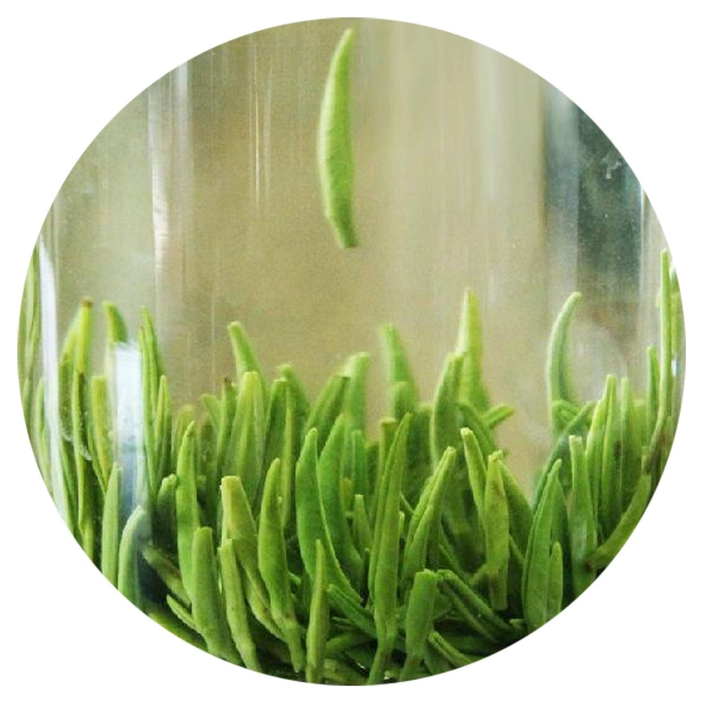GOARTEA Zhuyeqing Green Tea - 100g / 3.5oz Premium Grade - Emei Mountain Bamboo Leaf - Chinese Spring Green Tea Loose Leaf