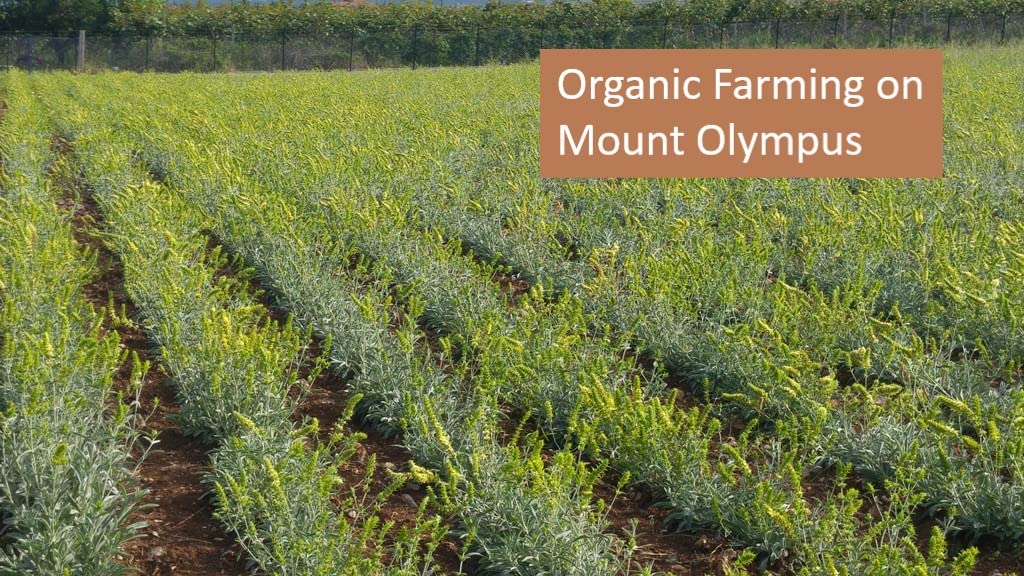 Sparta Natura Organic Greek Mountain Tea, Unmixed, Genuine, Quick and Easy