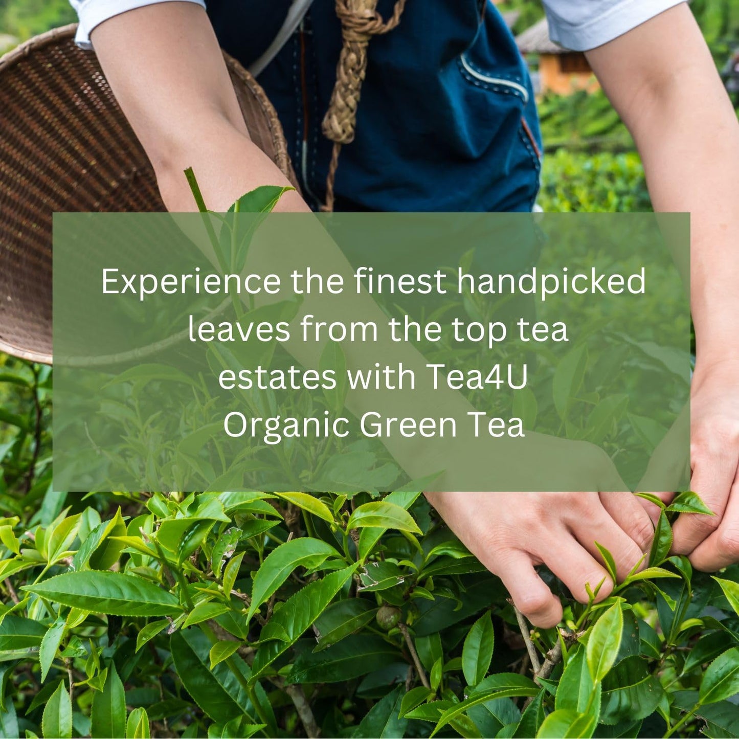 Tea4U Organic Green Tea, Ceylon TeaBags - Handpicked Leaves from the Finest Tea Estates and Expertly Blended - 25 Count