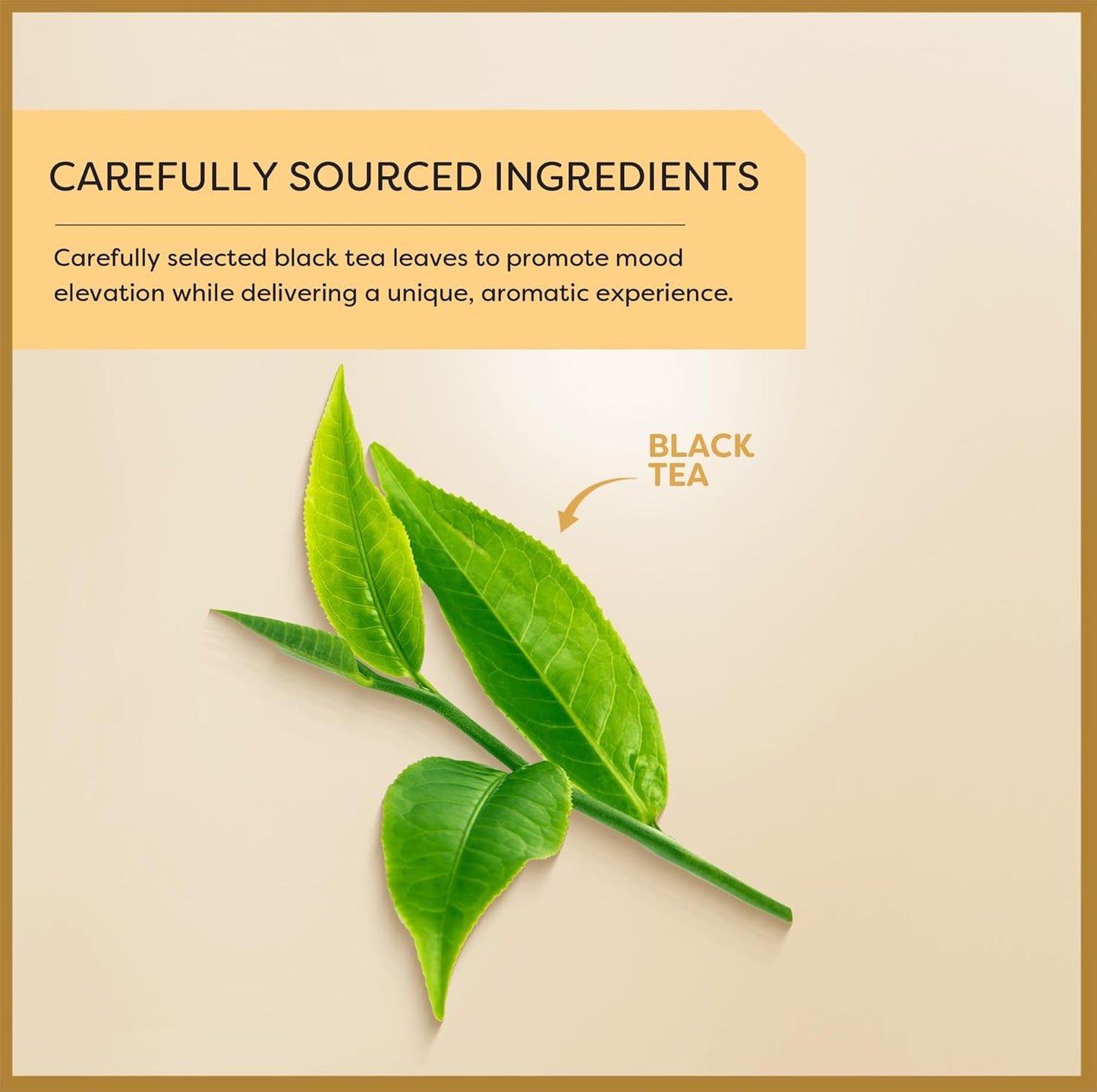 Wissotzky Earl Grey Black Tea, 3 Pack - 60 Tea Bags | Fragrant & Aromatic Tea | Antioxidant Rich | Uplifting Black Tea Bags
