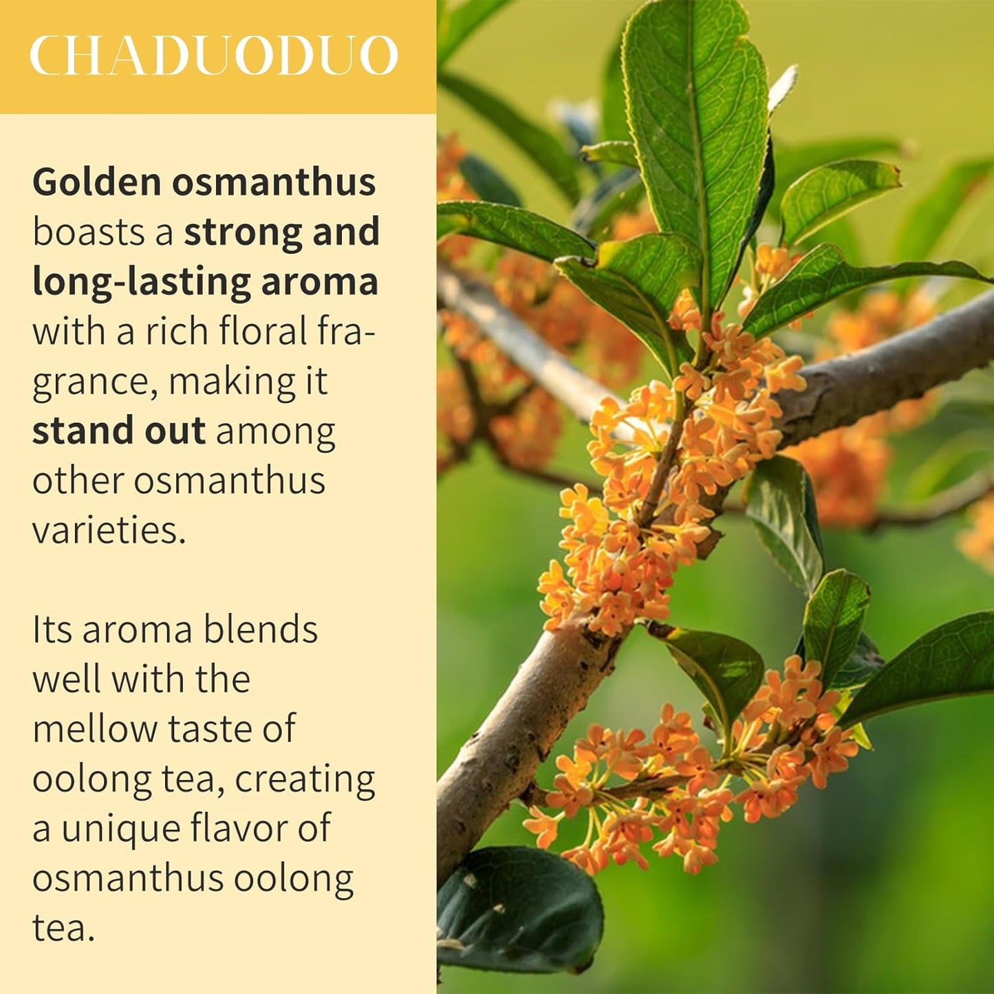 CHADUO Osmanthus Oolong Tea taiwan oolong tea Loose Leaf Premium Taiwan High Mountain Oolong Tea 5.3oz Natural Osmanthus Fragrance Sweet Taste 中国茶 烏龍茶 台湾茶 桂花乌龙茶